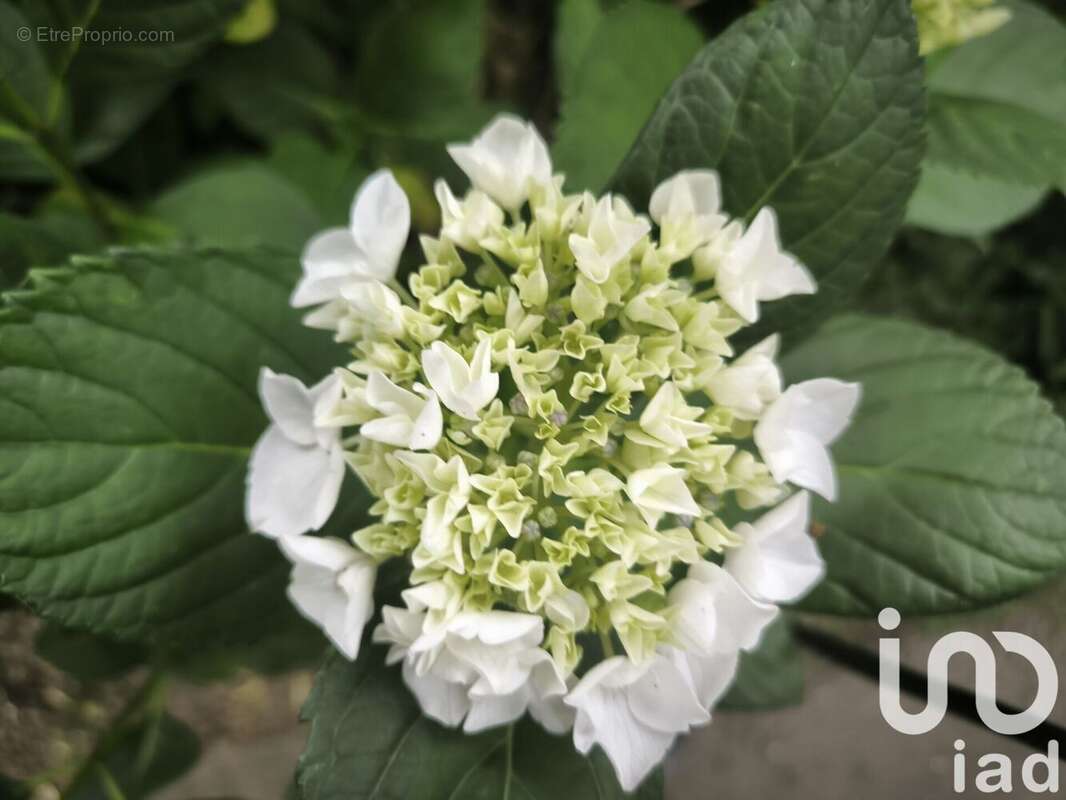 Photo 5 - Maison à BRUZ