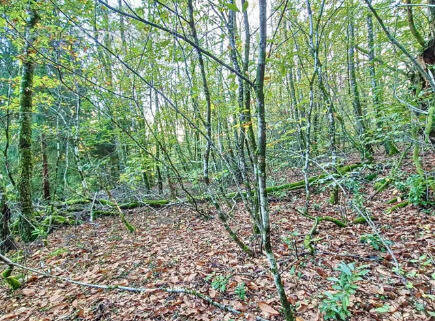 Terrain à PAREMPUYRE