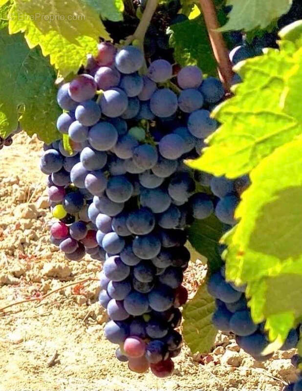 Maison à BELVEZE-DU-RAZES