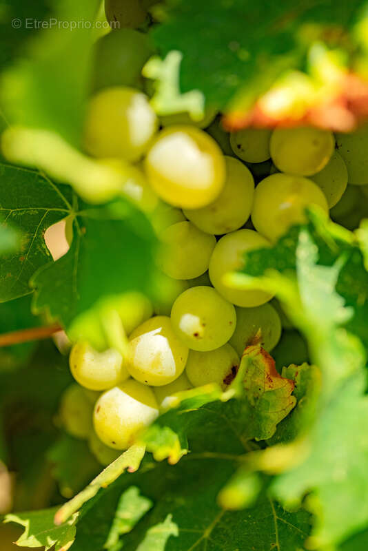 Maison à BELVEZE-DU-RAZES