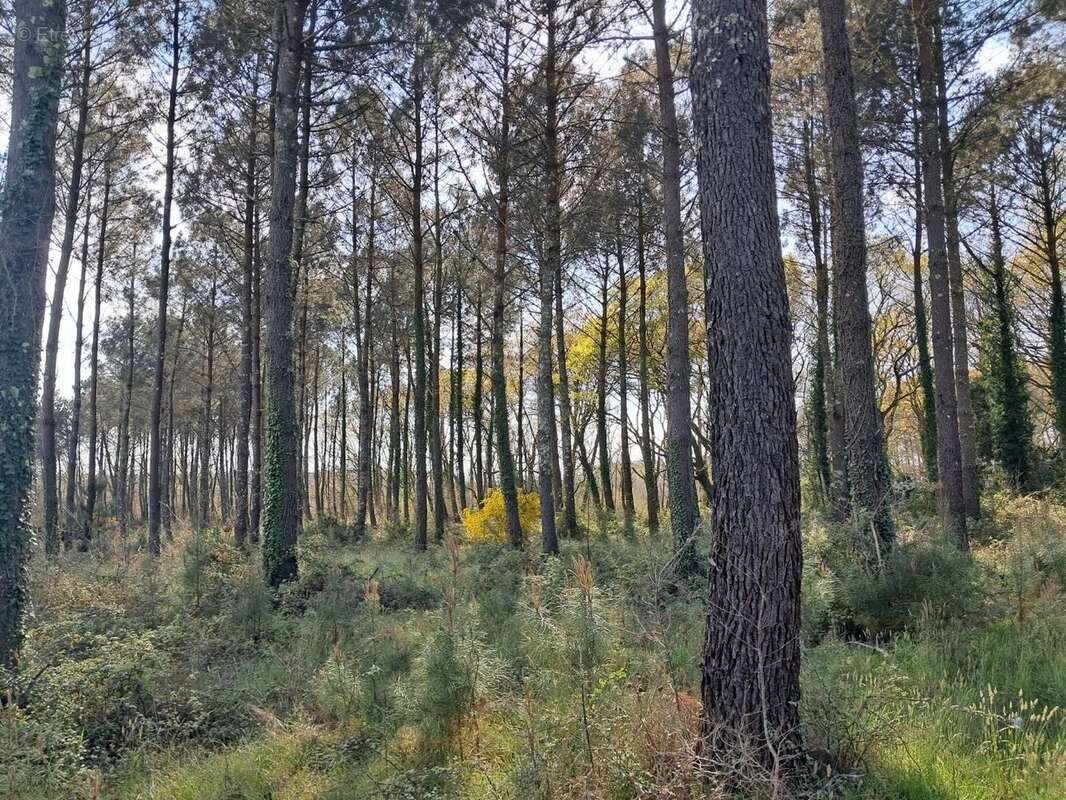 Maison à SAINT-PAUL-LES-DAX