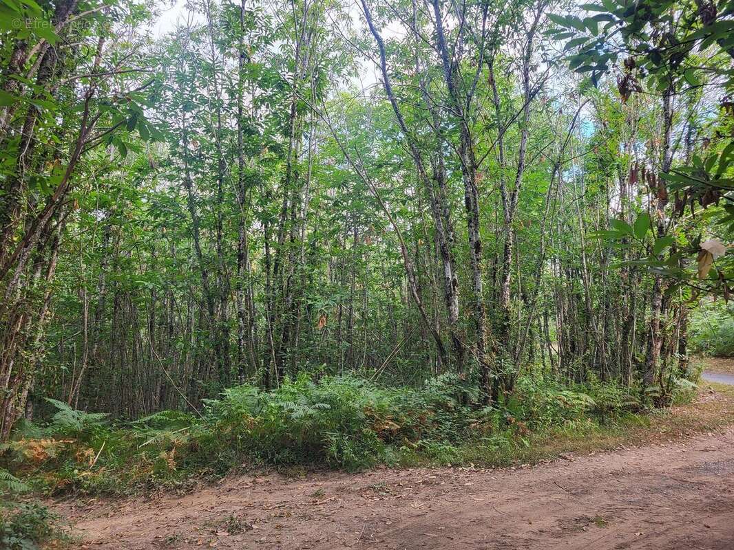 20250801105026 - Terrain à TAMNIES