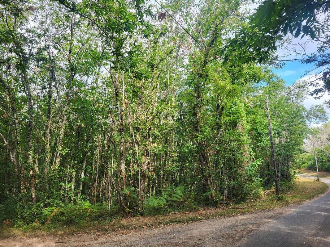 20250801105049 - Terrain à TAMNIES