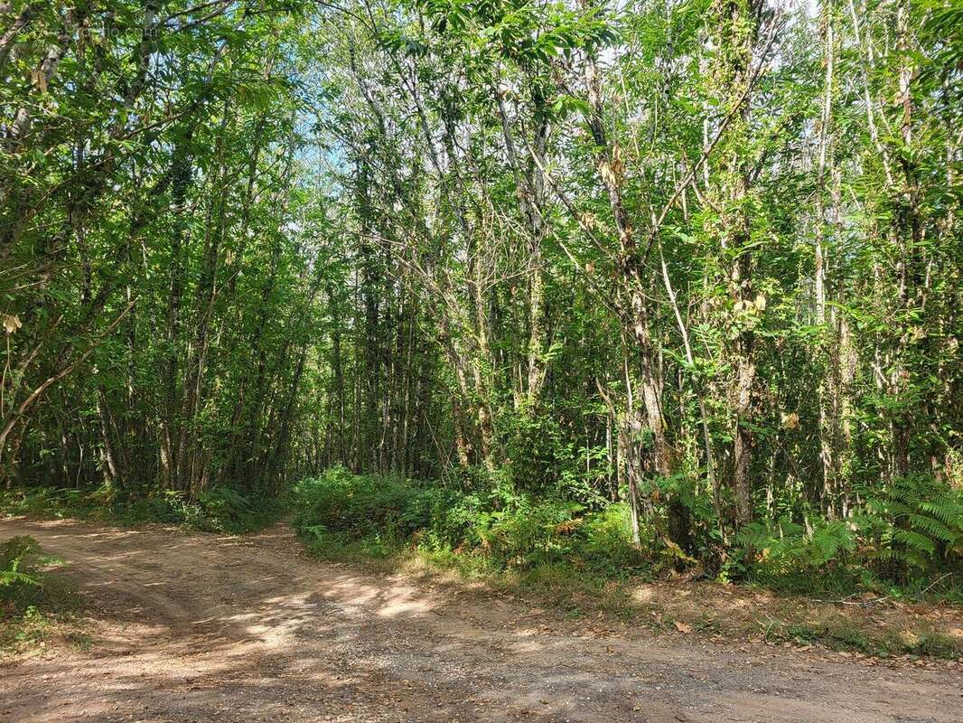 20250801105126 - Terrain à TAMNIES