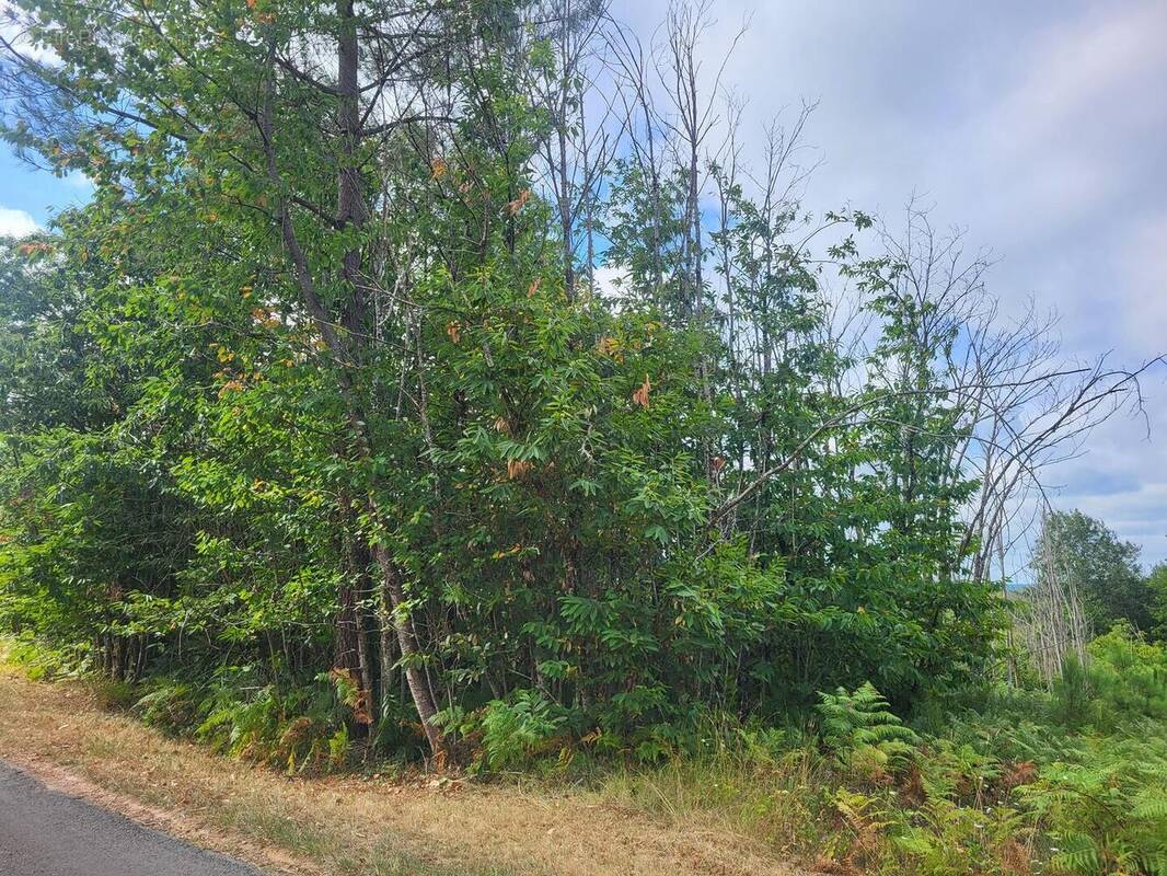 20250801105812 - Terrain à TAMNIES