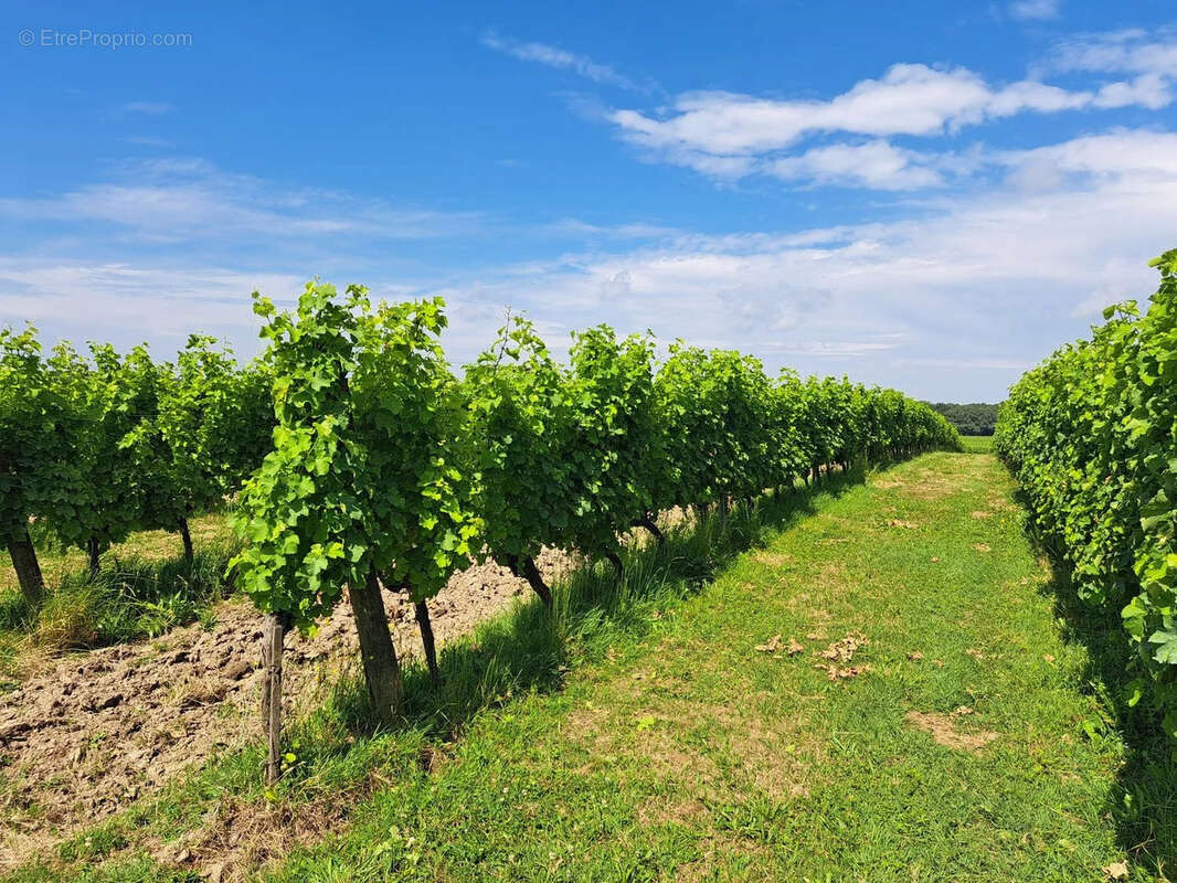 Maison à SAUVETERRE-DE-GUYENNE
