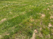 Terrain à TALMONT-SAINT-HILAIRE