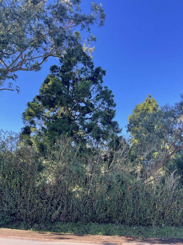 Terrain à SAINT-PIERRE