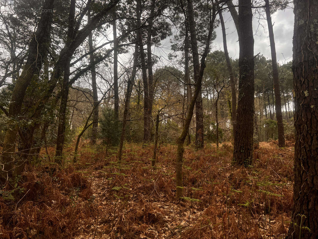 Terrain à SANGUINET