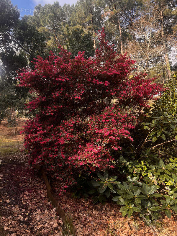 Terrain à SANGUINET