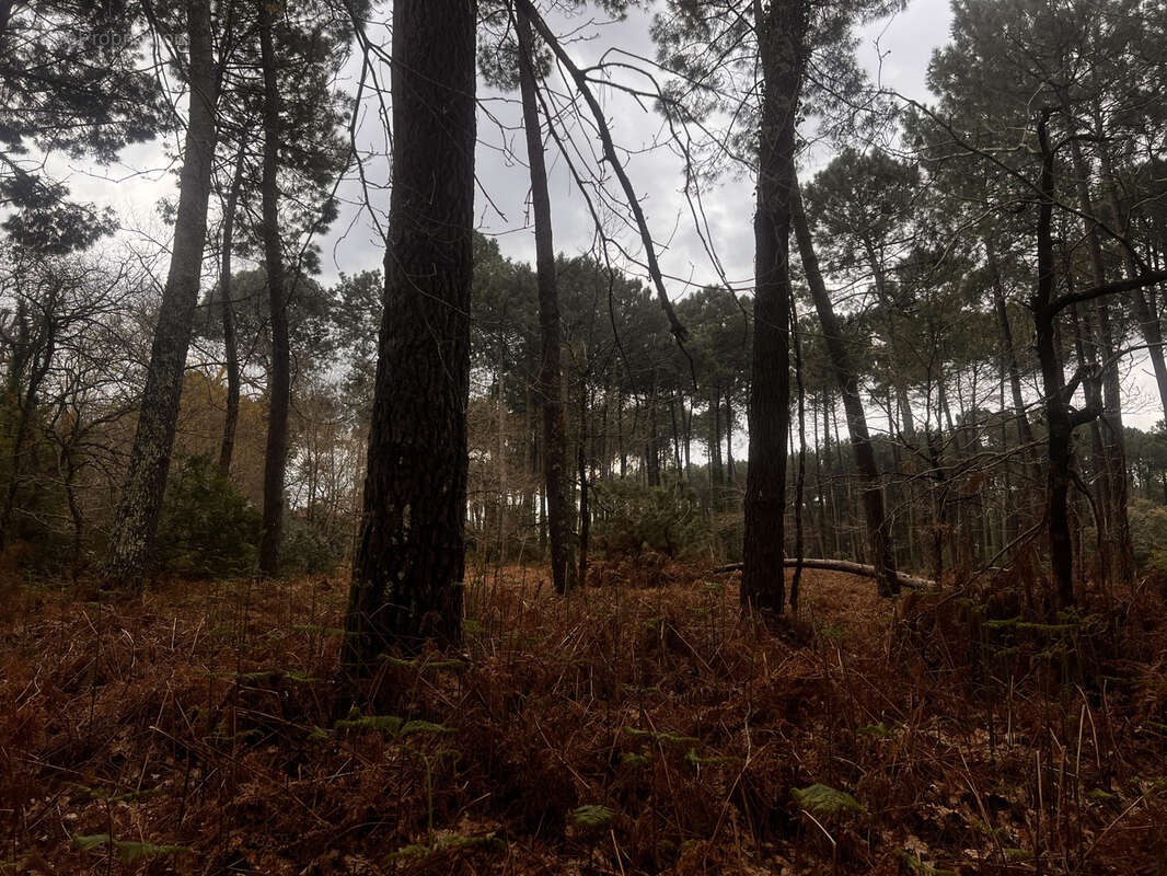 Terrain à SANGUINET