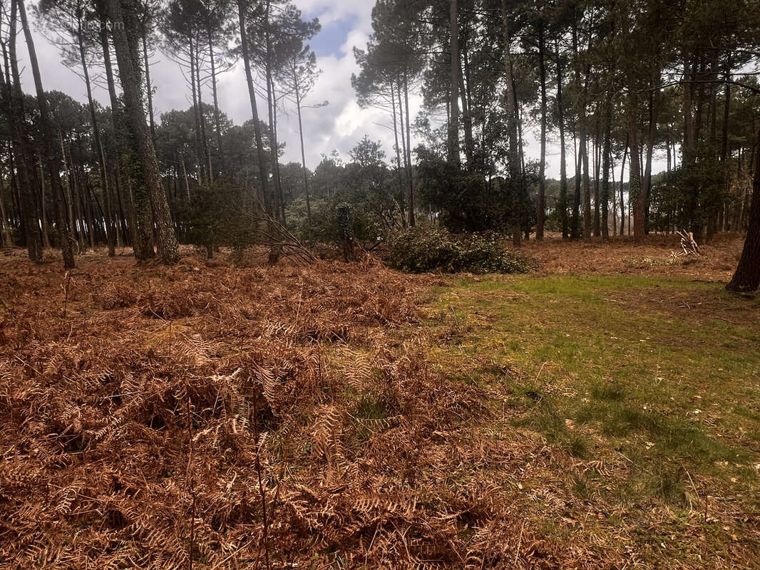 Terrain à SANGUINET