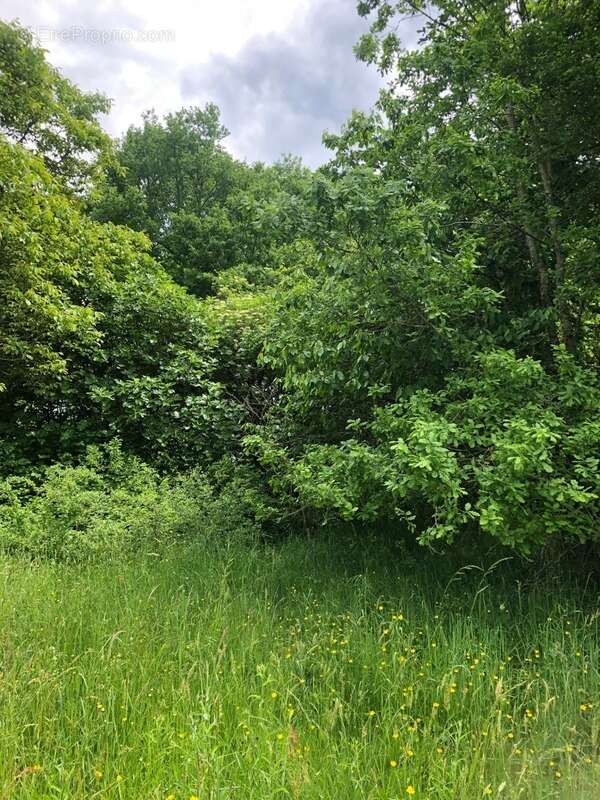 Terrain à SAINT-FRONT-DE-PRADOUX