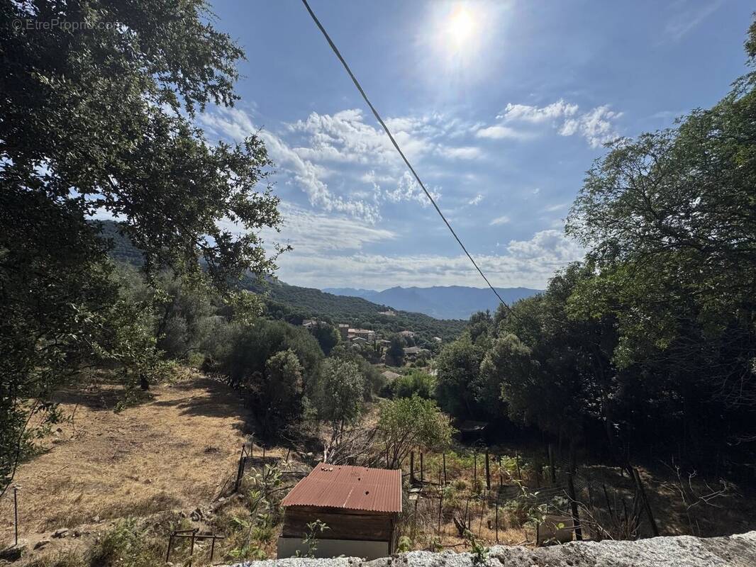 Terrain à VALLE-DI-MEZZANA