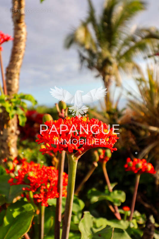 Maison à PETITE-ILE