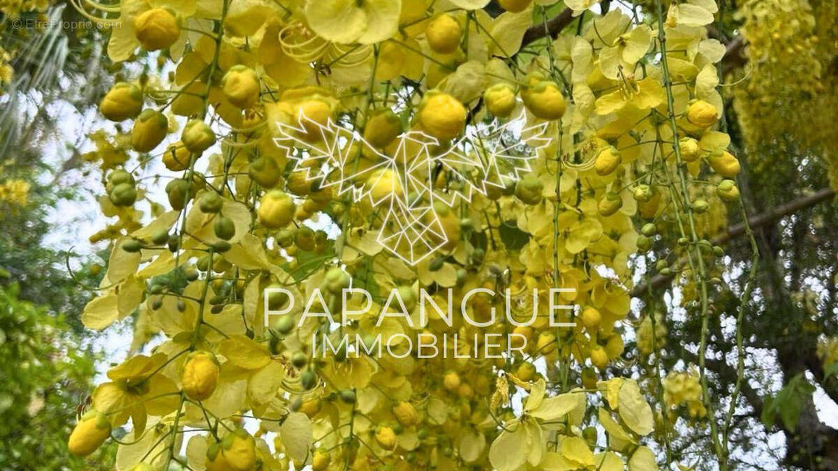 Maison à PETITE-ILE