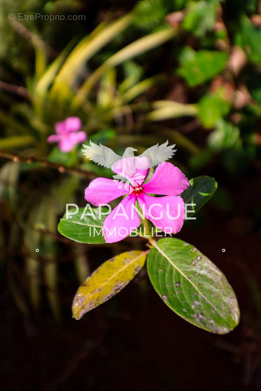 Maison à PETITE-ILE