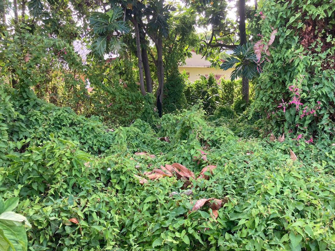 Terrain à BASSE-TERRE
