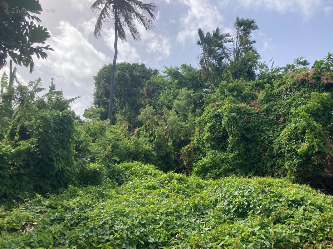 Terrain à BASSE-TERRE