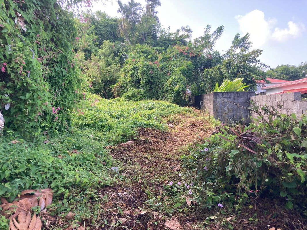 Terrain à BASSE-TERRE