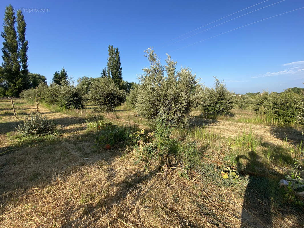 Terrain à SAINTE-CECILE-LES-VIGNES