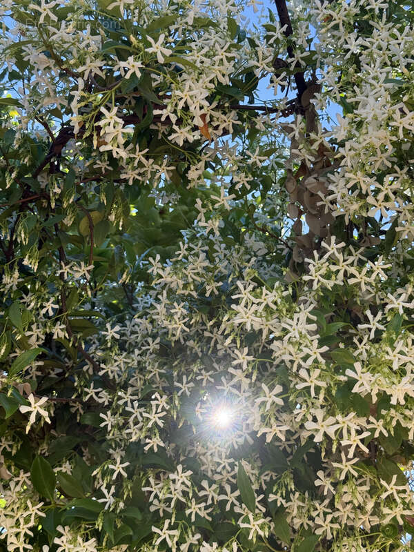 Maison à SAINT-MAXIMIN-LA-SAINTE-BAUME