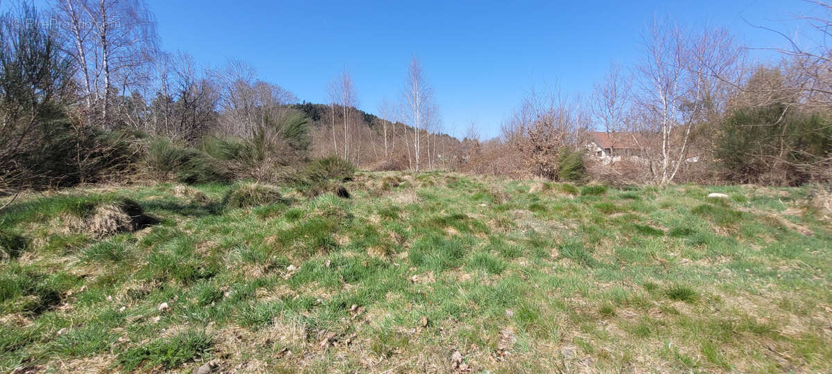 Terrain à SAINT-LEONARD