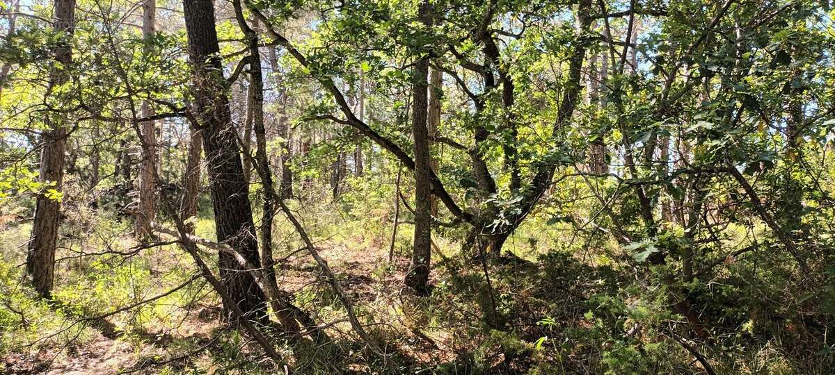 Terrain à RENNES-LE-CHATEAU