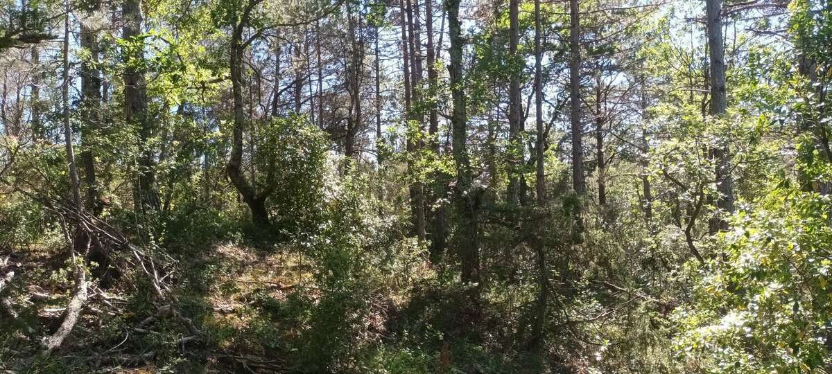 Terrain à RENNES-LE-CHATEAU