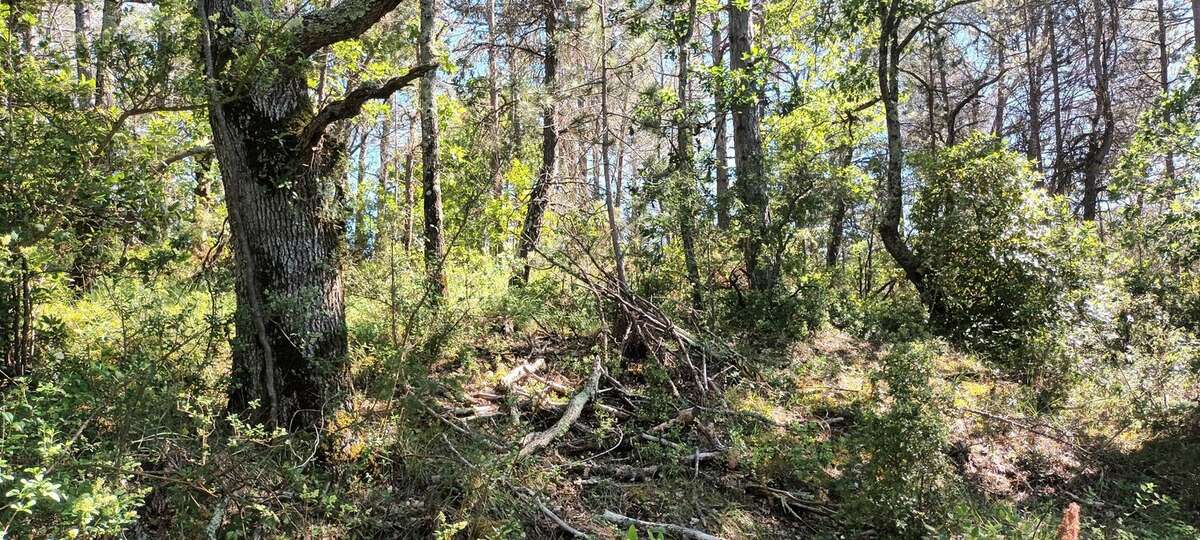 Terrain à RENNES-LE-CHATEAU