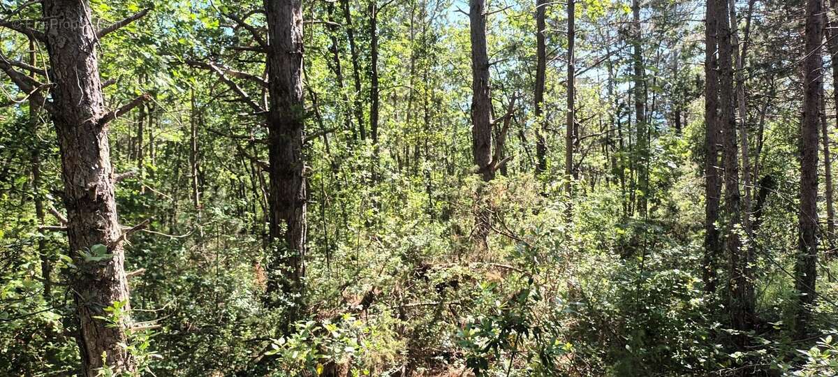 Terrain à RENNES-LE-CHATEAU