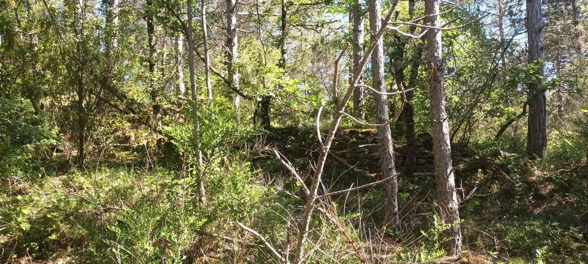 Terrain à RENNES-LE-CHATEAU