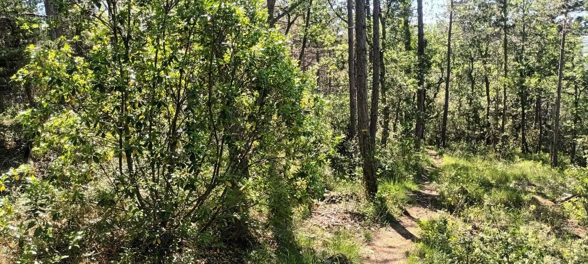 Terrain à RENNES-LE-CHATEAU