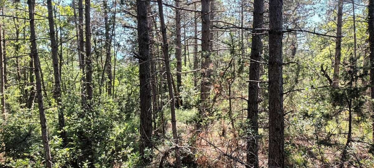 Terrain à RENNES-LE-CHATEAU