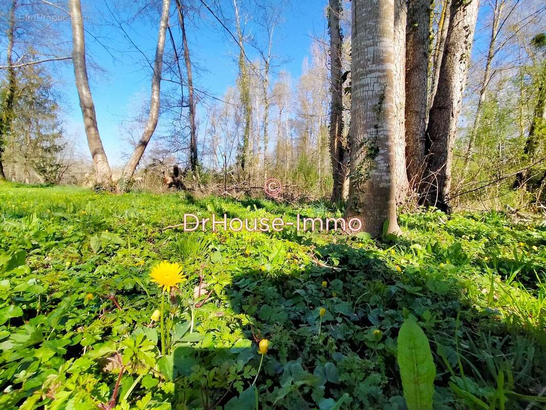 Terrain à SAINT-GEORGES-LES-BAILLARGEAUX