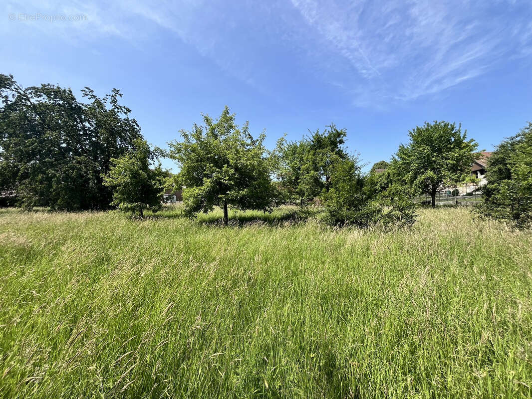 Terrain à FOLGENSBOURG