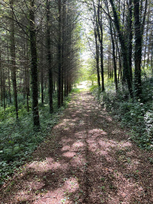 Terrain à COUSSAC-BONNEVAL