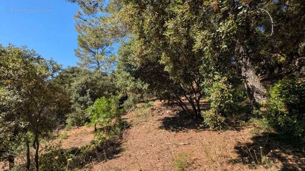 Terrain à MONTFORT-SUR-ARGENS