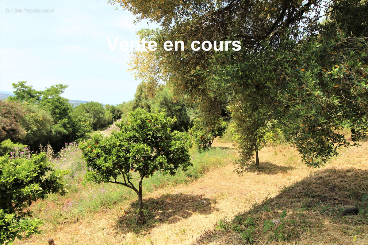 Terrain à BASTELICACCIA