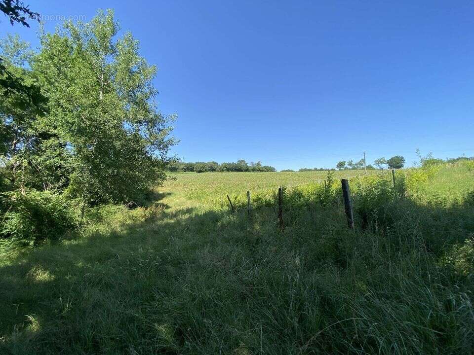 #vignes #gers #bois  - Terrain à CAZAUBON