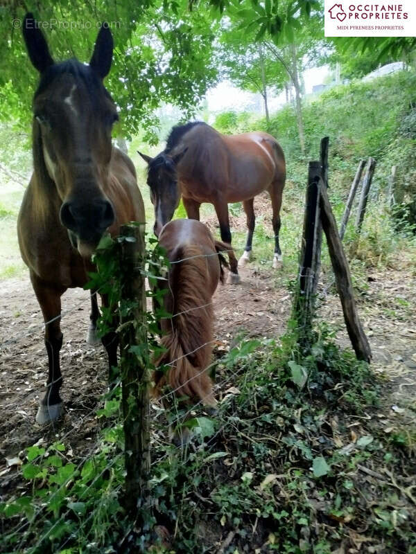 Maison à SAINT-PIERRE-DE-RIVIERE