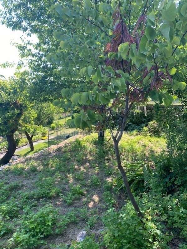 Maison à VILLEBOIS-LAVALETTE