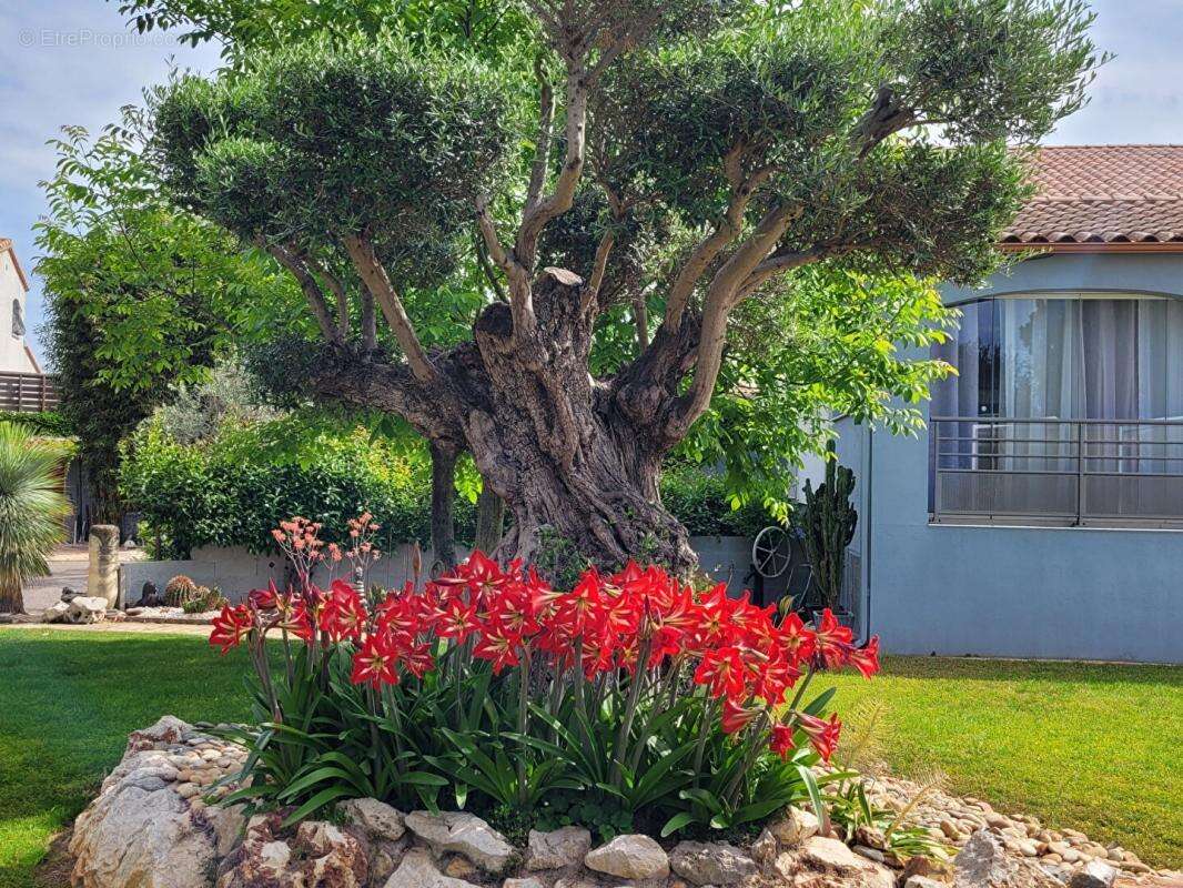 Maison à FRONTIGNAN