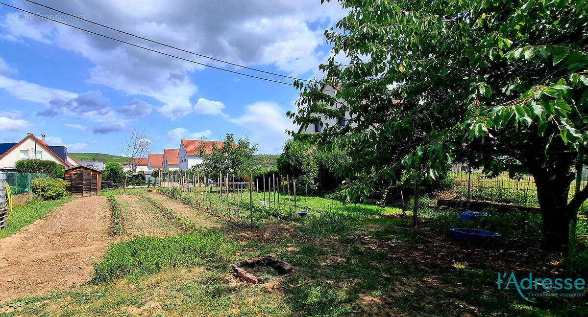 Terrain à TURCKHEIM