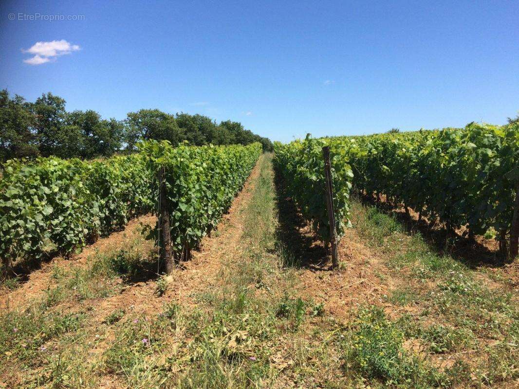 Terrain à ALIGNAN-DU-VENT