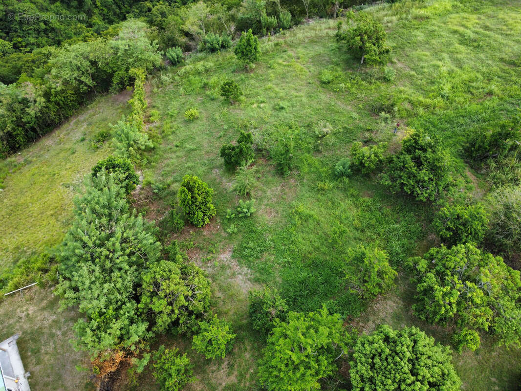 Terrain à LE CARBET