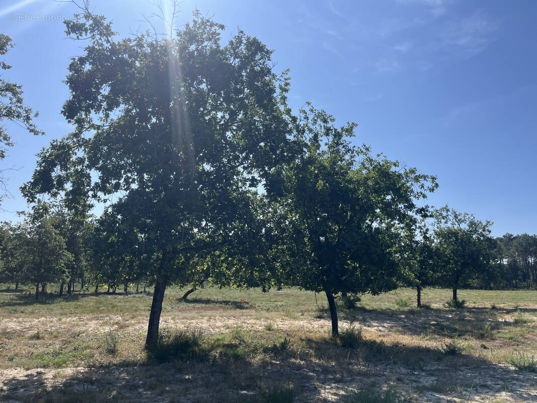 Terrain à VENSAC