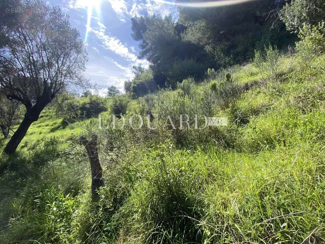 Terrain à SAINTE-AGNES