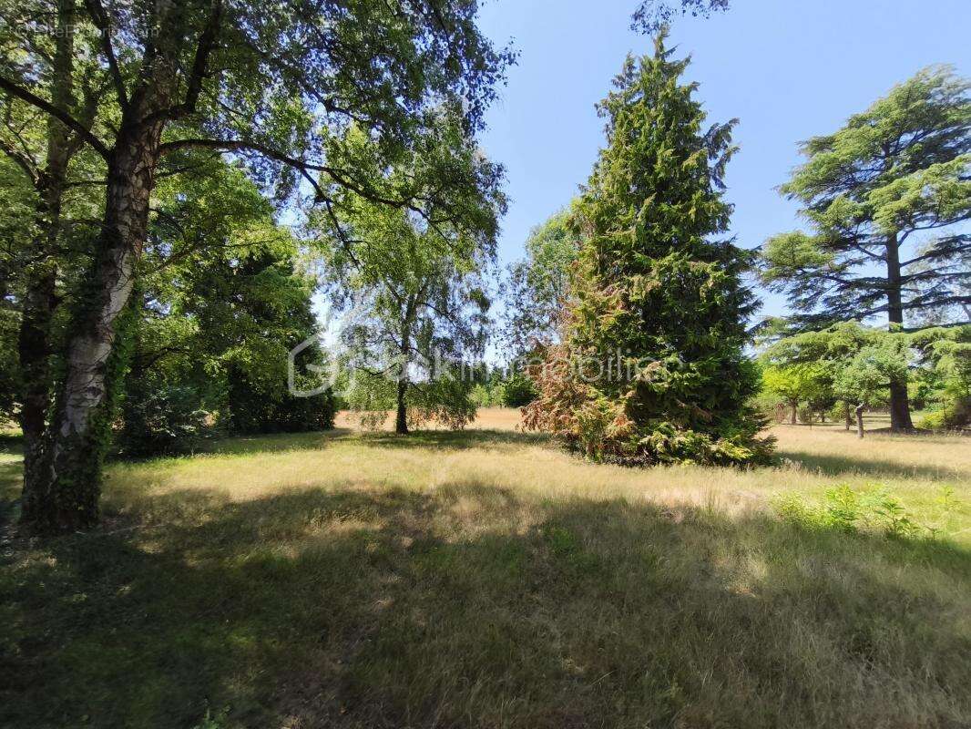 Terrain à SAINT-GONDON