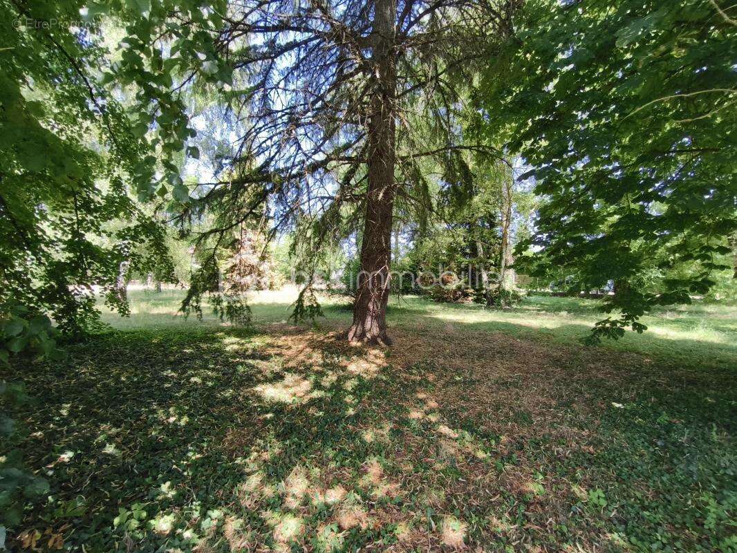 Terrain à SAINT-GONDON